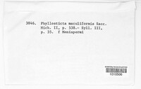 Mycosphaerella punctiformis image